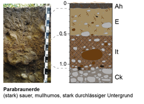 Foto und Profilskizze der Parabraunerde EH5 des Bodenlehrpfads mit bodenkundlichen Horizontbezeichnungen.